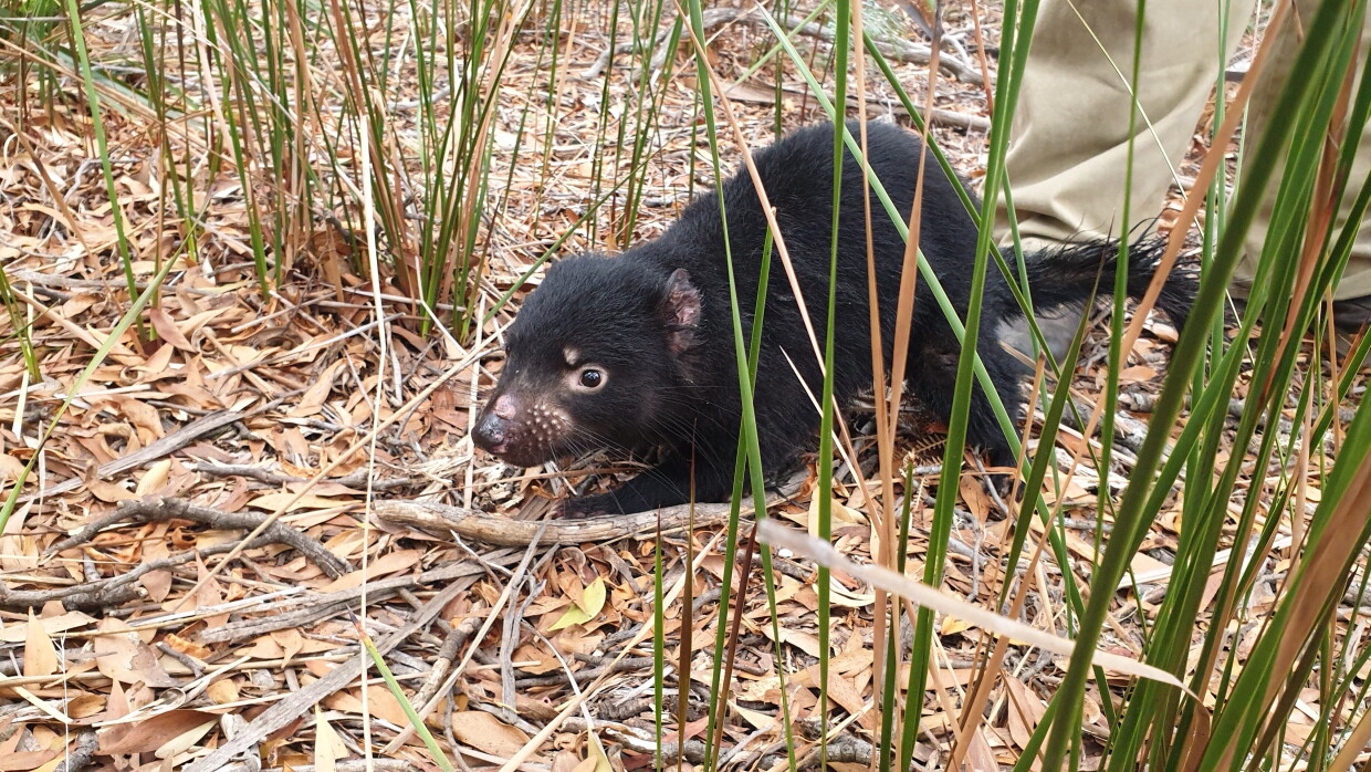 Tasmanian Devil