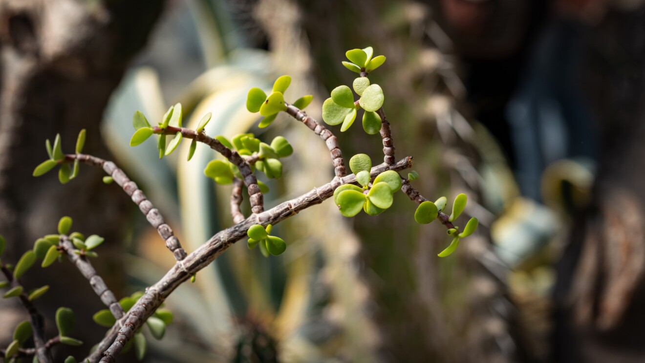 Small green spekboom succulent leaves growing on thin brown stems