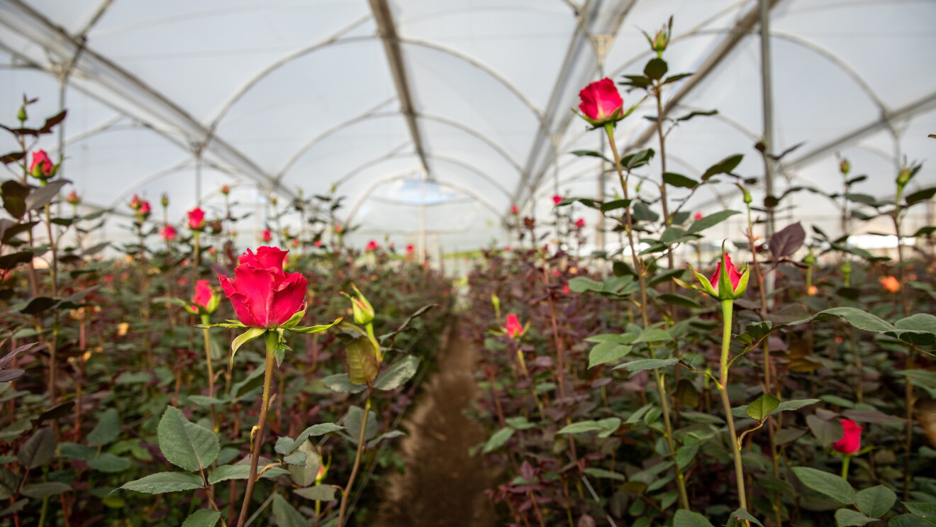 Whole Foods Market Whole Trade certified roses and the farmers who grow them.