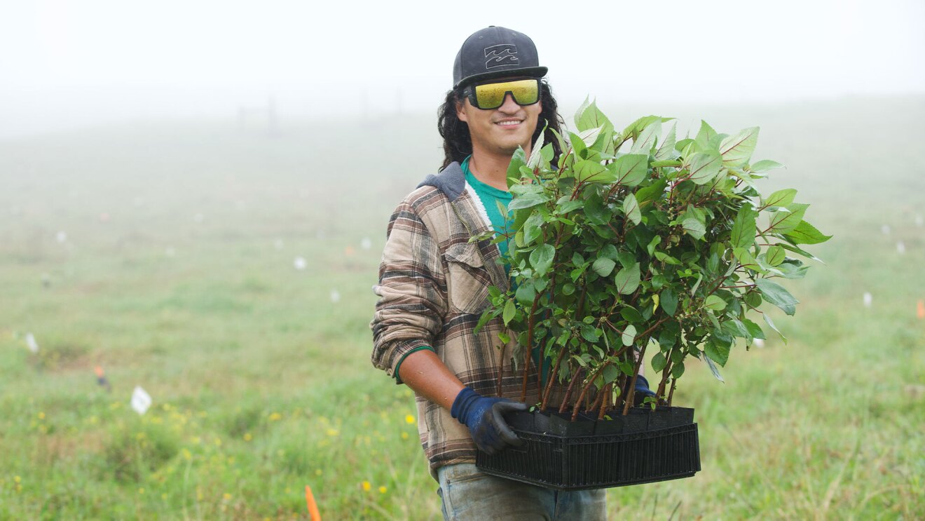 A photo of a Terraformation employee holding a box of seedling trees ready to plant in a field.