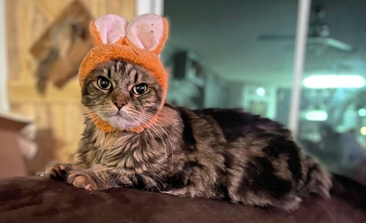 An image of a cat looking at the camera.