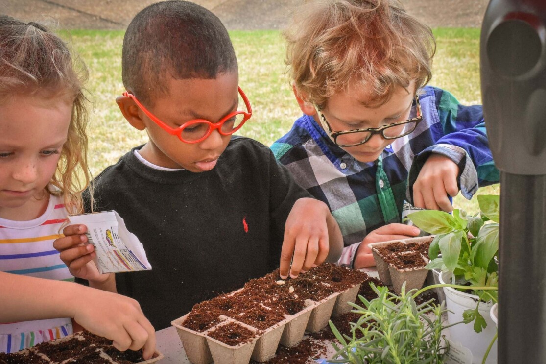 Students planting vegetables in a school garden.