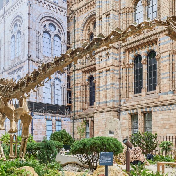 An image of a dinosaur skeleton in the garden of the Natural History Museum.