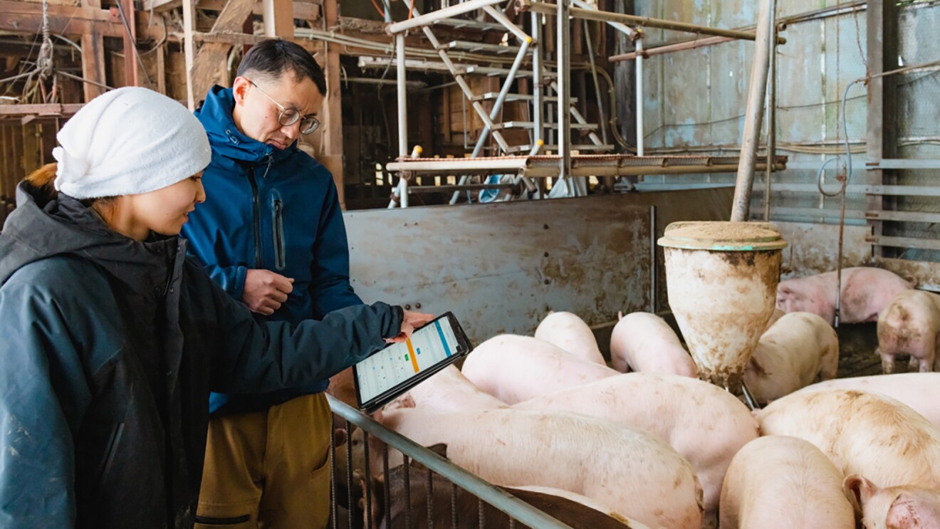 養豚場の策の前に立ち豚にデバイスをかざしているスタッフ