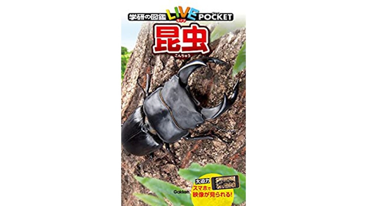 家族とアウトドア気分なおうち時間 おうちキャンプ「家キャン」をさらに盛り上げるAmazonデバイス活用術