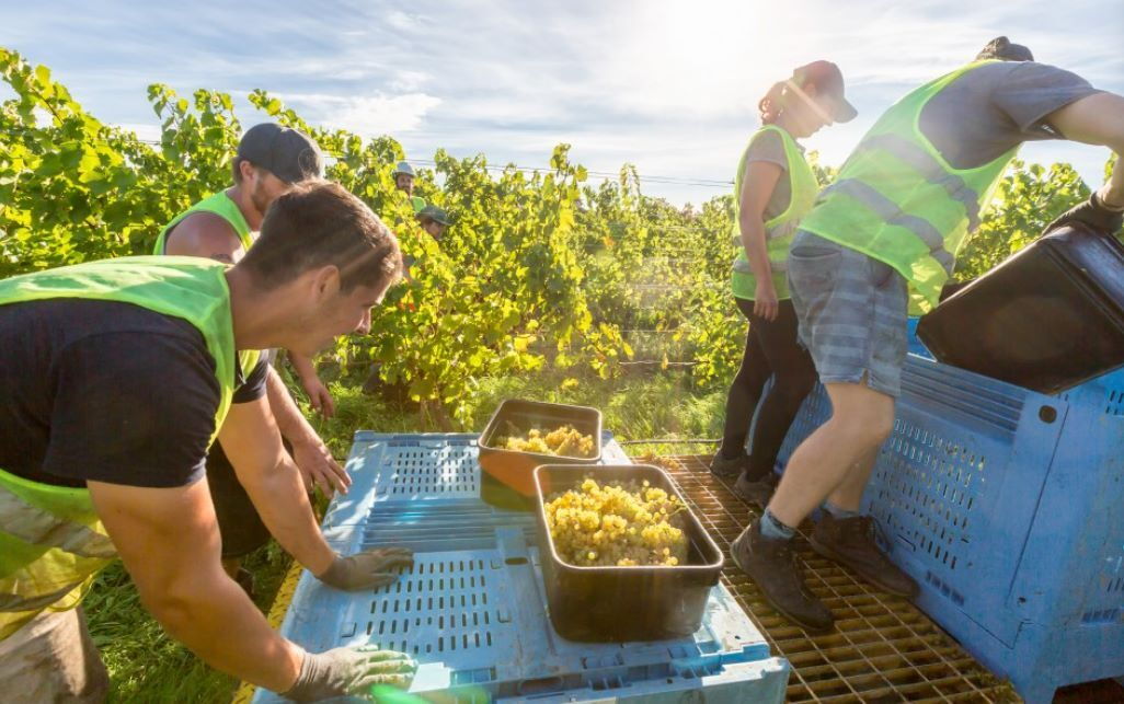 Four staffs in green vest are picking grapes