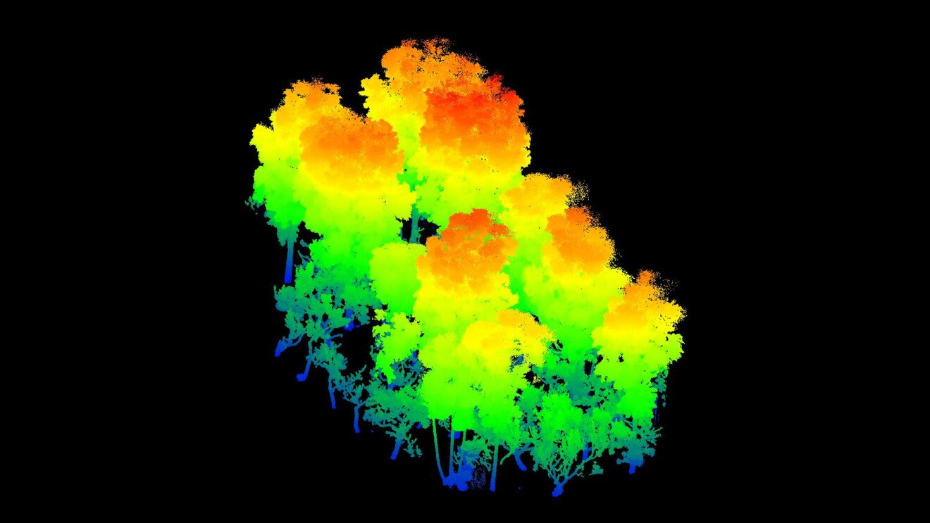 LiDAR renderings of Brazilian agroforestry canopies.