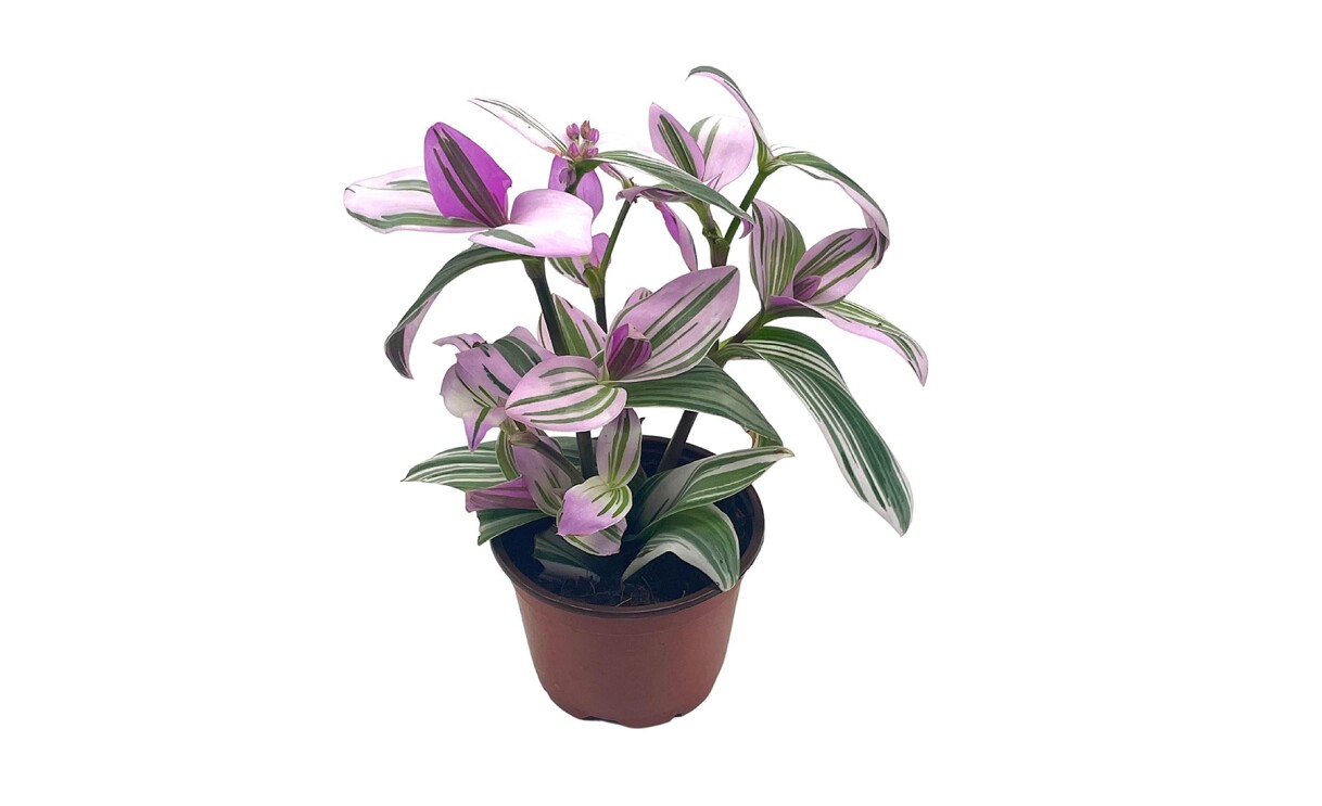 a variety of indoor houseplants from bubbleblooms, a small business that sells on amazon