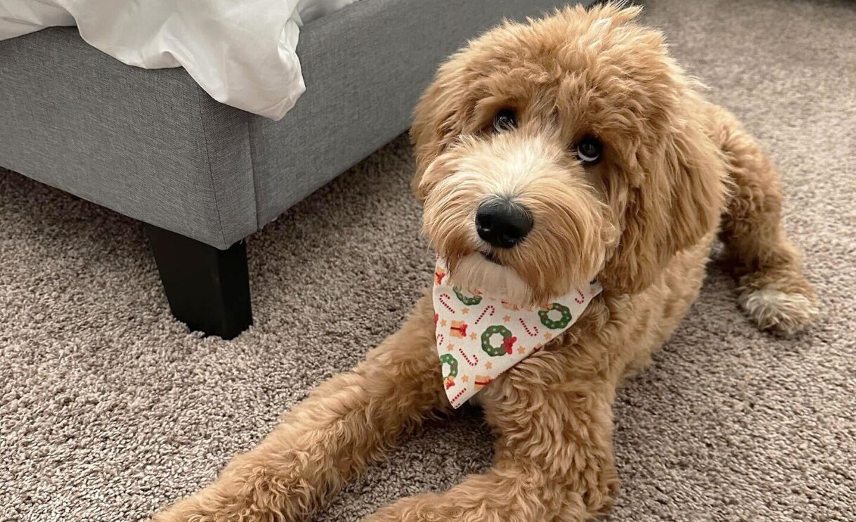 An image of a dog looking at the camera