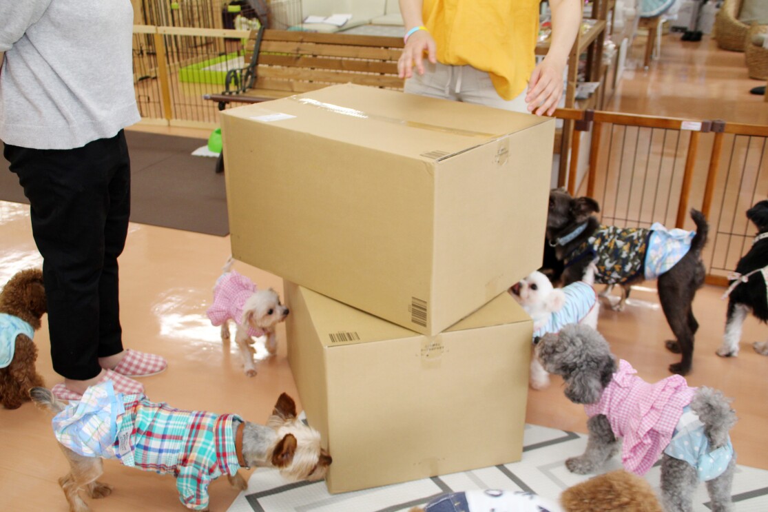 保護施設で暮らす犬猫を「ほしい物リスト」で支援