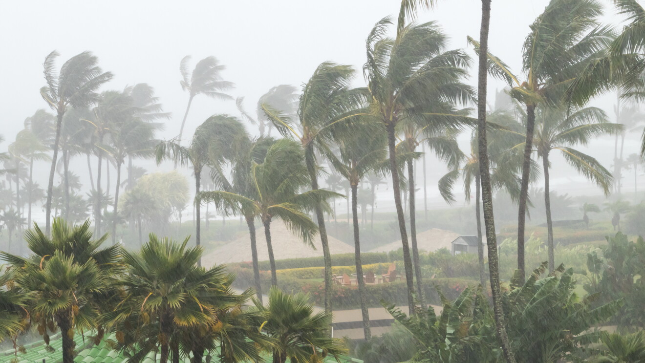 Palm trees blowing in the wind and rain as a hurricane approaches a tropical island coastline