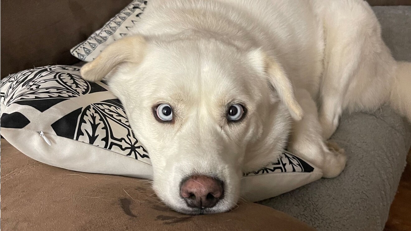 White dog with blue eyes resting on patterned pillow
