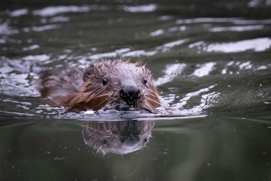 Happy beaver back in Ealing. 