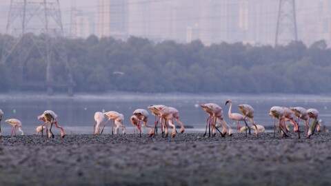 Amazon invests $1.2M to restore Mumbai's mangrove ecosystem, clean plastic waste, and support local communities