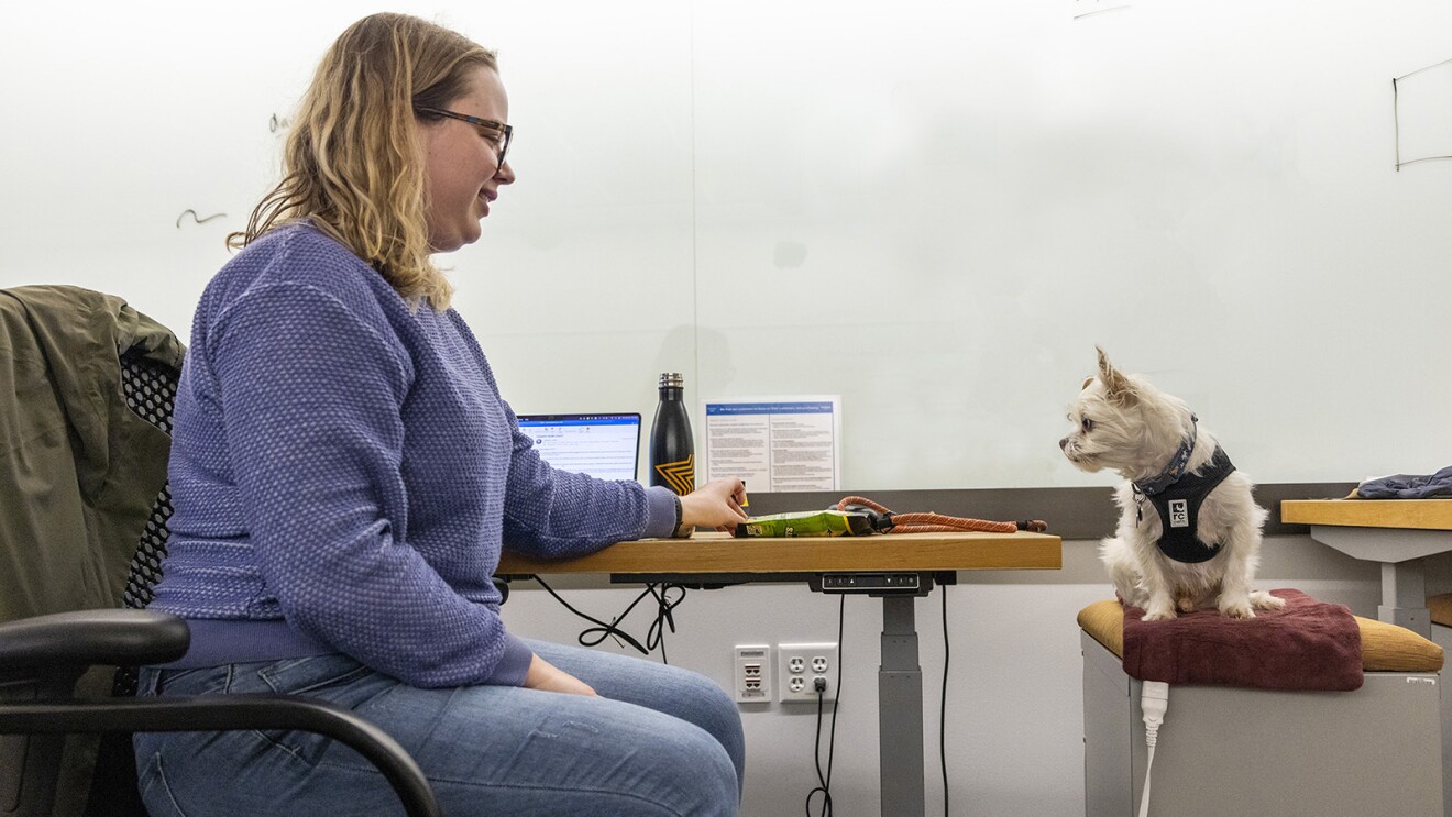 An image of dogs in the office at Amazon's Seattle headquarters with employees.