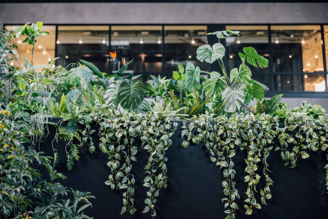 ガラス窓の前の黒いパーテーションに植物が植えられている