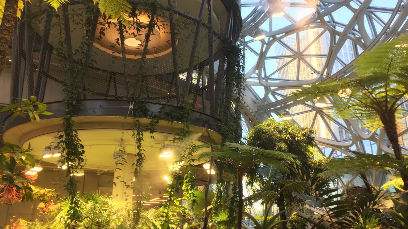 Image from Inside The Seattle Spheres. A raised platform is surrounded by a variety of tropical plants, including ferns, trees, vines and more.