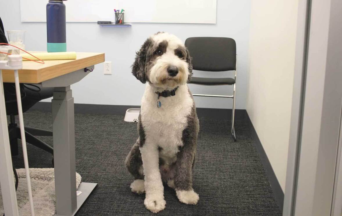 An image of a large, white and gray dog at an Amazon office in Culver City Los Angeles.