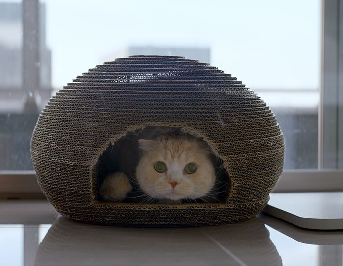 猫の幸せを第一に商品開発し世界へ