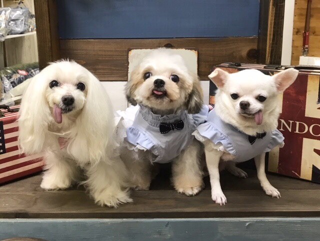 Amazonから広がる「動物保護」の輪 