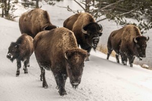 An image of bison walking around a truck making Amazon deliveries in Yellowstone National Park.