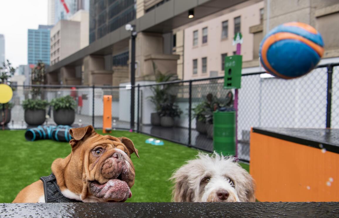 Two dogs waiting to catch a ball at the Amazon Sydney dog playground