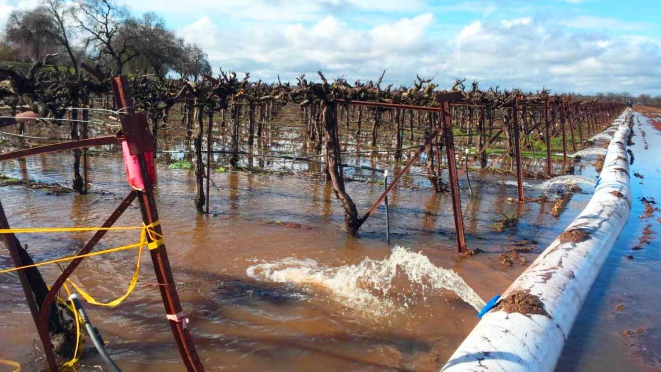 A photo of a vineyard being watered via the Cosumnes River in California.