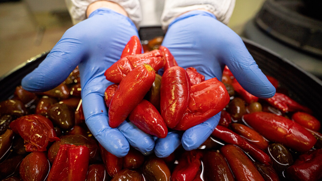 En primer plano jalapeños rojos macerados en un cubo negro. Unas manos con unos guantes de color azul agarran unos cuando jalapeños. 