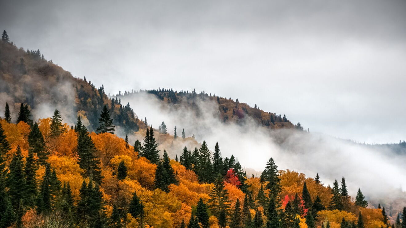 Misty autumn mountainside with golden aspens and evergreen trees emerging through fog