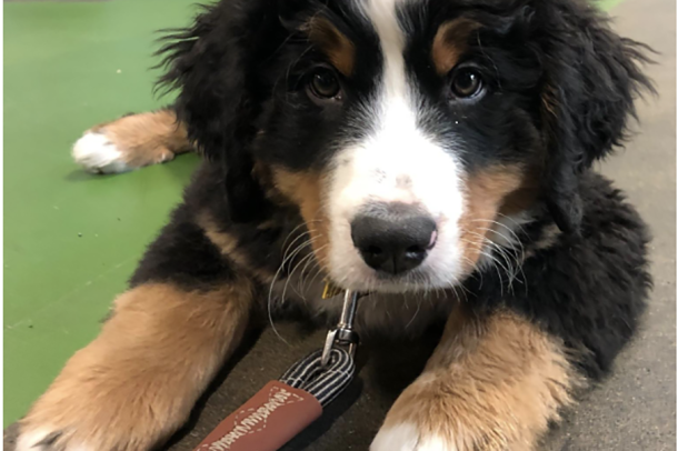 A Bernese Mountain dog puppy sits on the ground, looking up at the camera.