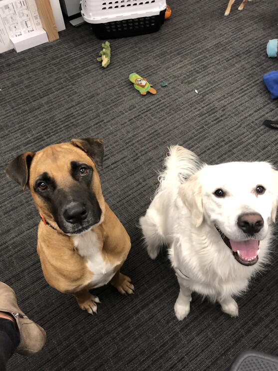 Two dogs sitting next to each other looking up.