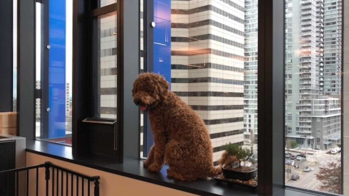 Amazon dogs