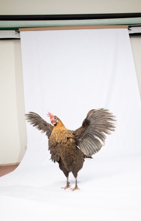 A chicken stands on a white backdrop. It's wings are extended, but feet remain on the ground.