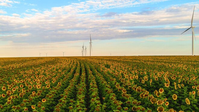 An image of a wind farm. 