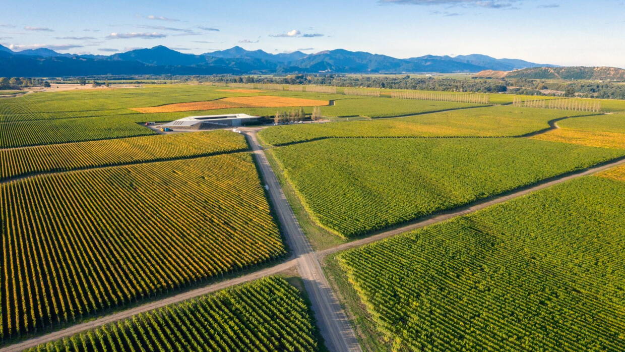 Bankhouse Vineyard in New Zealand