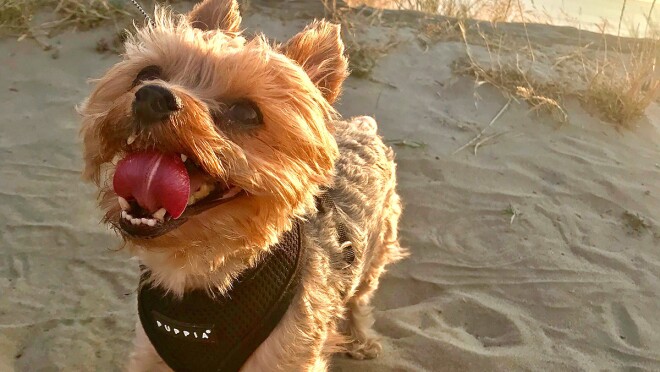 一只约克郡犬站在海滩上,抬头看着他的主人,太阳在他身后落下。