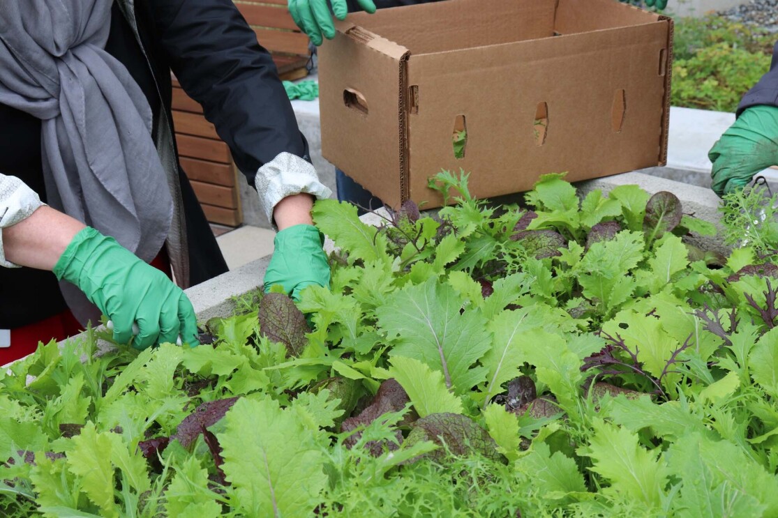 Amazon's rooftop organic vegetable garden, providing the harvest to FareStart restaurant