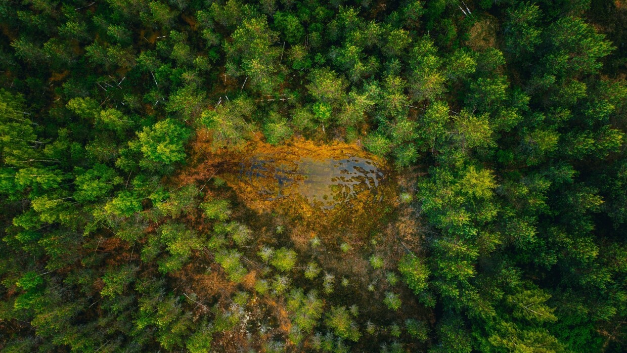 Foto aérea de uma superfície de água no meio de uma floresta cercada por altas árvores verdes