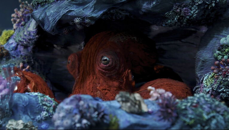 Octopus versteckt sich unter einem Stein