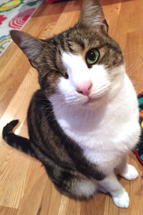 love_your_pet_J._V533992535_.jpg