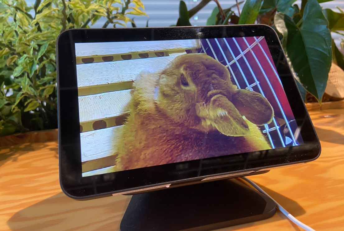 Amazon社員がおすすめする、Alexa（アレクサ）やAmazonデバイスを活用したペットとの暮らし