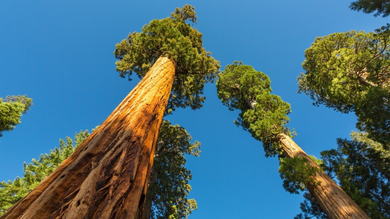 arbre.jfif