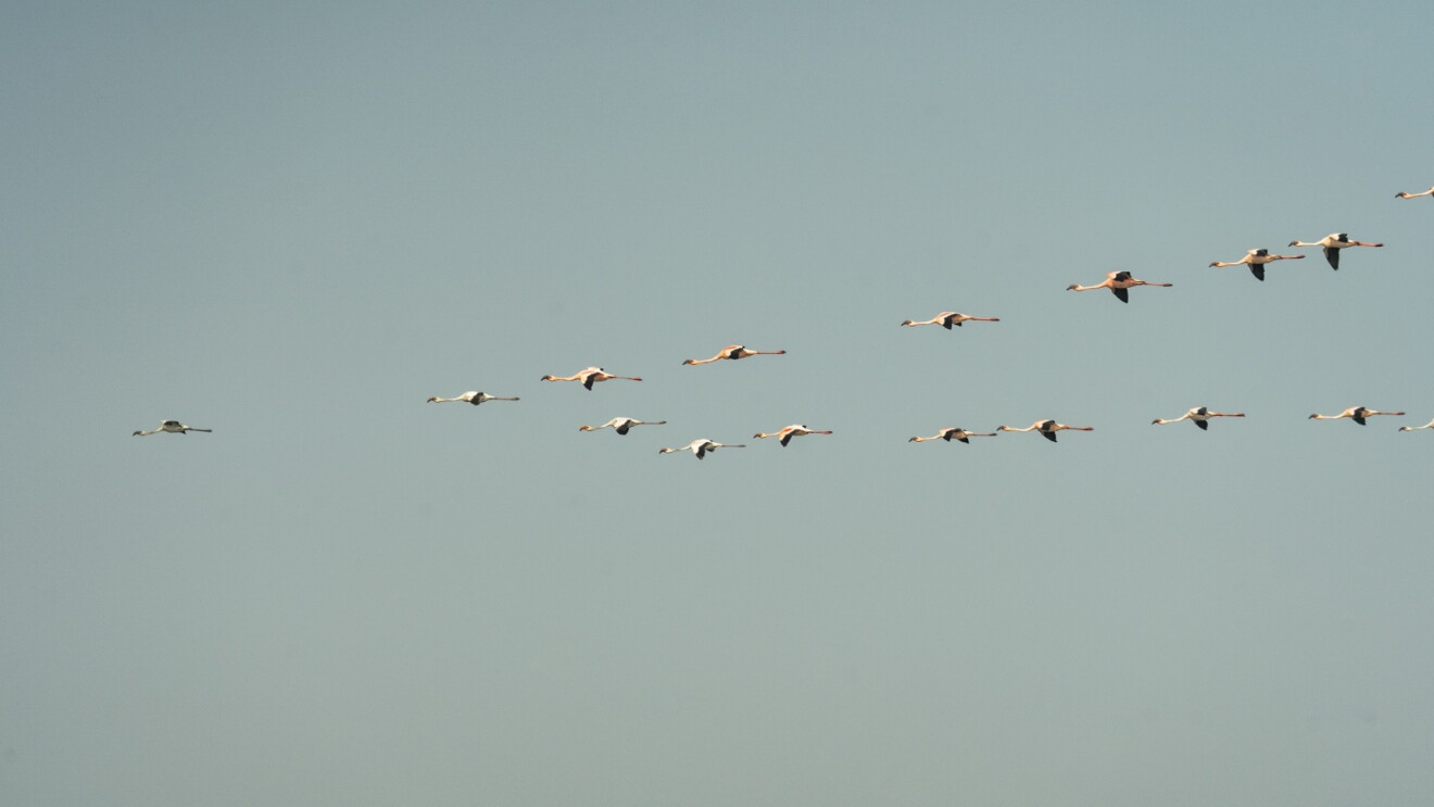 Flamingoes flying together in a V formation.