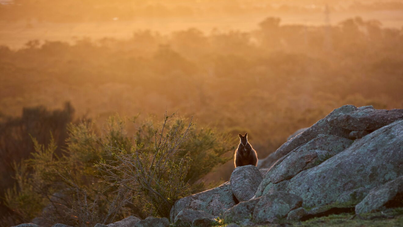 Southern brush-tailed rock-wallaby and eastern barred bandicoot