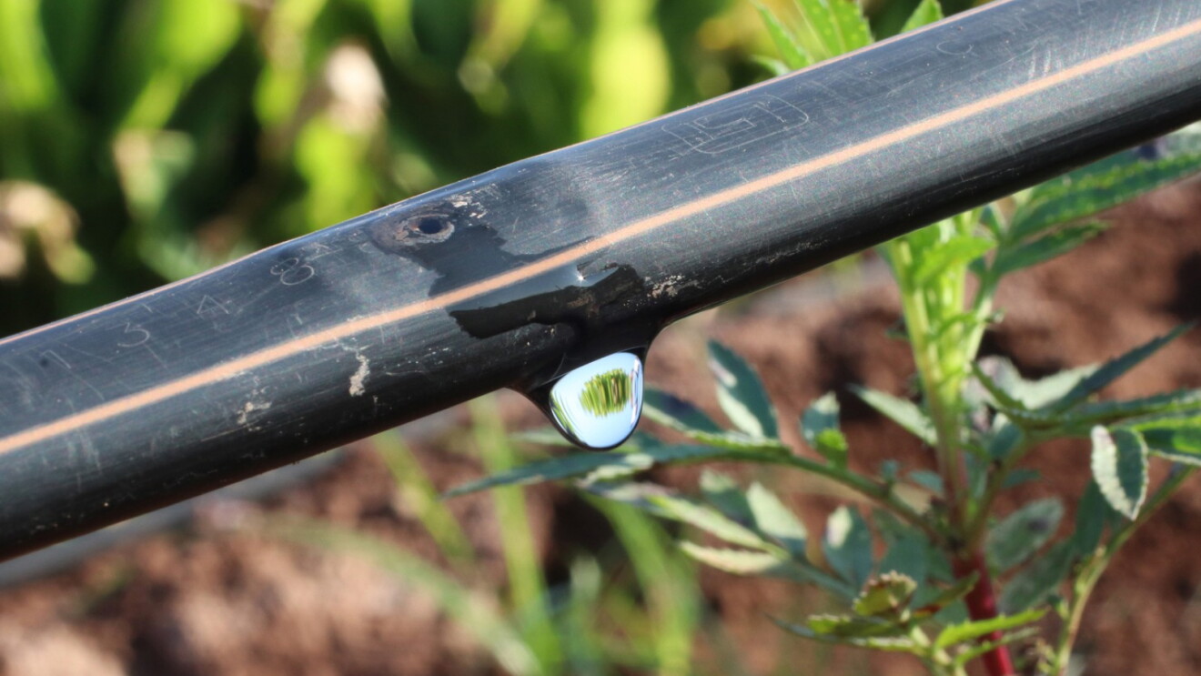 Water droplet hanging from drip irrigation tube in garden