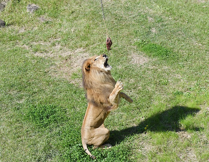 「ほしい物リスト」でつながる応援する心：千葉市の試み