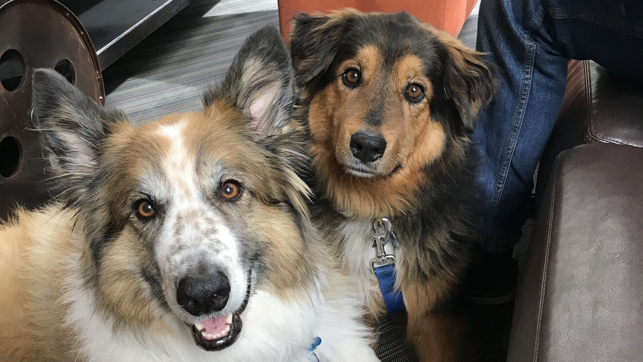 Dogs of Amazon - Bronx and Dory look at the camera