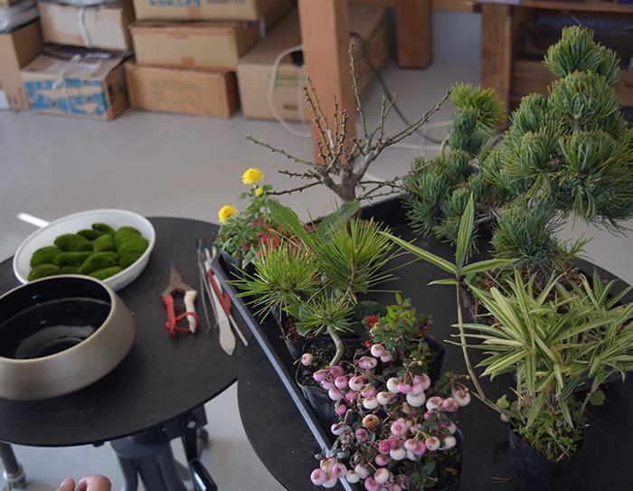 「盆栽愛」が導いた盆栽通販の可能性