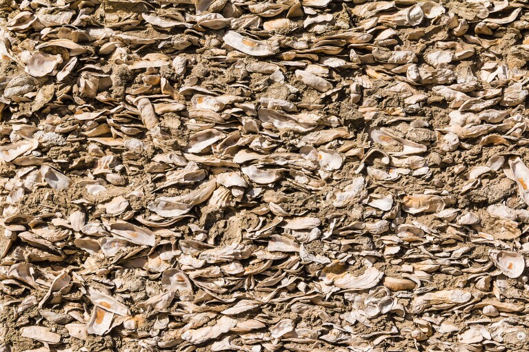 An image showing an example of oyster shell cement. The image shows a wall of tan cement with oyster shells embedded in it.