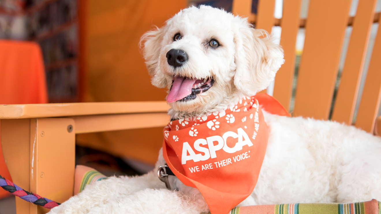 由AmazonSmile支持的非营利组织——客户选择最喜欢的非营利组织,并从每次销售中获得一部分